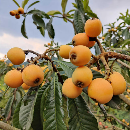 Five-star Loquat Seeds|🍑Flat 50% Saving🍑